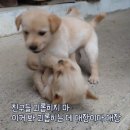 춘이농장 네이버블로그