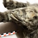 TEAM WILD WOLF 이미지