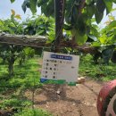 송전농장 이미지