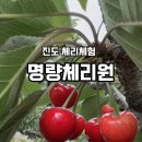 진도체리원 이미지