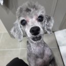 커들리 독 이미지