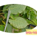 응애농원 이미지