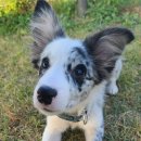 오금교 - 파주시 | 안양천반려견놀이터 나들이 후기 오금교 무료 반려견놀이터