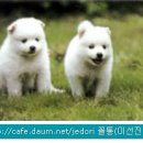 화목종합동물병원 Daum카페