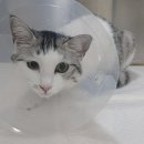 은빛동물병원 이미지