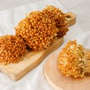 황금버섯 이미지