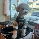 남이섬풍경닭갈비 | 가평 애견동반 식당 "남이섬 풍경닭갈비" 내돈내산 솔직후기