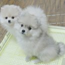 울집꼬맹이 Daum카페