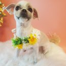 땡큐멍냥 이미지