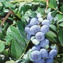 김진만농장 이미지