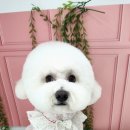 THE DOG SALON 이미지