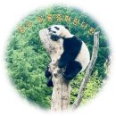 (주)다원아이디앤씨 | 다녀온 푸바오 중국 판다원｜Wolong China Giant Panda Garden 와룡중화판다원 방문 후기 (+가는방법)