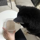 UR(구리시)-[산마루로]-하-3 | 3월 꽃피는 봄이 오면 나는 먹어요