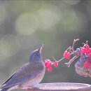 산수유열매2(흰배지빠귀) 이미지