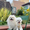 CW-0800-01 이미지