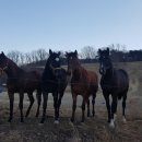 백화목장 이미지