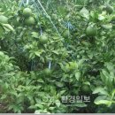 청정제주유통