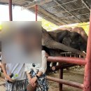 🇹🇭 방콕 여행 근교 가볼만한 곳 아유타야 선셋투어 후기 일정 복장 예약방법