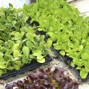 토당로54 이미지