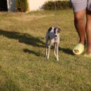 퍼피 켄넬 이미지