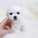 캣 앤 독 두드림 반려견 까페 | 오산애견분양 스타일독앤캣용인점이 유명해요