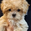 도그마루 강아지고양이 안양점 이미지