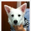 애경 동물병원 이미지