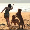 사람과 애견 이미지