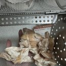 막창밀키트 집에서 간단히 에어프라이어로 (소일락 돼지막창)