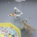 멍글멍글애견호텔미용 이미지