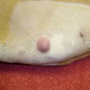 다산아이동물병원 이미지