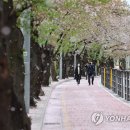 벚꽃사이로 이미지