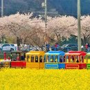 상맹방1리마을회관 | 강원도 삼척 벚꽃 유채꽃 함께 보는 곳｜맹방 유채꽃마을 봄여행 정보 총정리