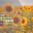 와스디