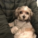 Re Pet 애견샵 이미지