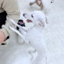 댕댕가르텐 강아지애견유치원호텔 이미지