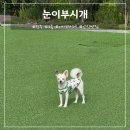 눈이부시개 이미지