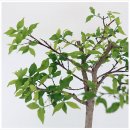 셀릭스 | [4/29] 심폴 생생 구매후기 🌱💚💯 (아기별자스민, 플라밍고셀릭스, 무늬송악)