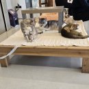 예뻐질:개&고양이카페 이미지