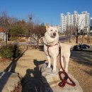 버블펫 이미지