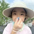 가나농장 | 천안 블루베리 체험 직산 아람베리농장 아이랑 가볼만한 곳 추천