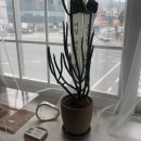 캘리그라피(관저문예회관) 이미지