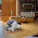 댕플 이미지