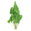 소렐(Sorrel) 이미지