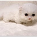 천안고양이분양 베스트캣 제나캣 천안점 이미지