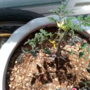 토마토세탁소 이미지