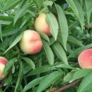 창신농장 이미지