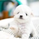 더독스 강아지분양 서울 이미지