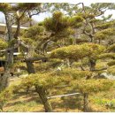 풍천대봉감농원 이미지