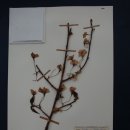 관음사의 왕벚나무자생지 이미지